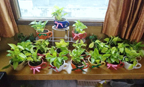 Air Quality Solution